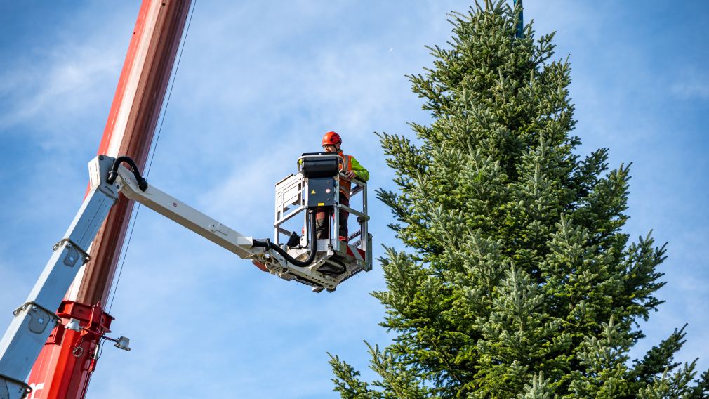 Ein Magistratsmitarbeiter auf einer Plattform eines Feuerwehrkrans beim Aufstellen des Weihnachtsbaums am Rathausplatz. (Foto: Christian Krückel)