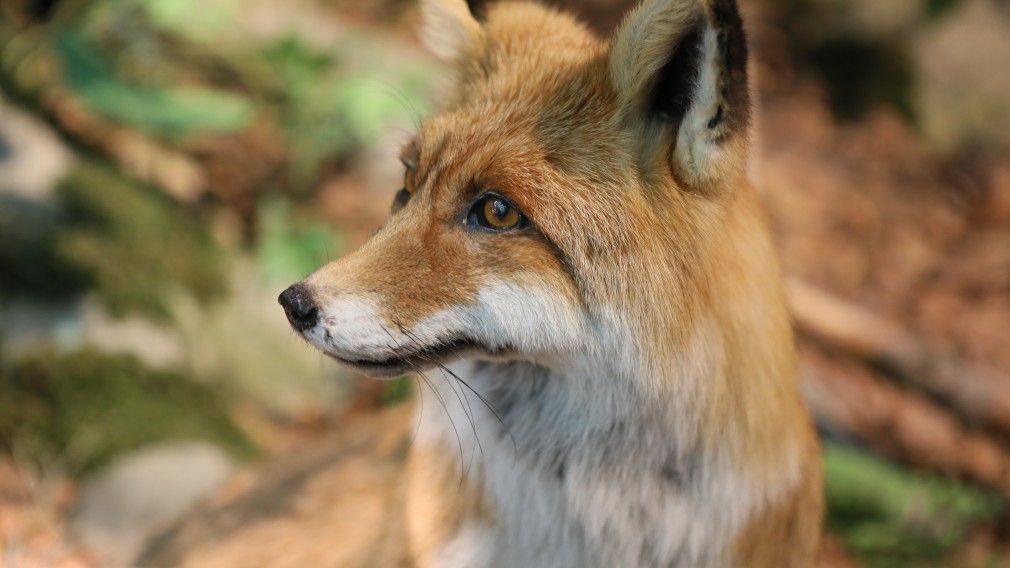 Ein Portrait von einem Fuchs. (Foto: Otto Sibera)