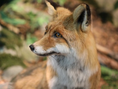 Ein Portrait von einem Fuchs. (Foto: Otto Sibera)