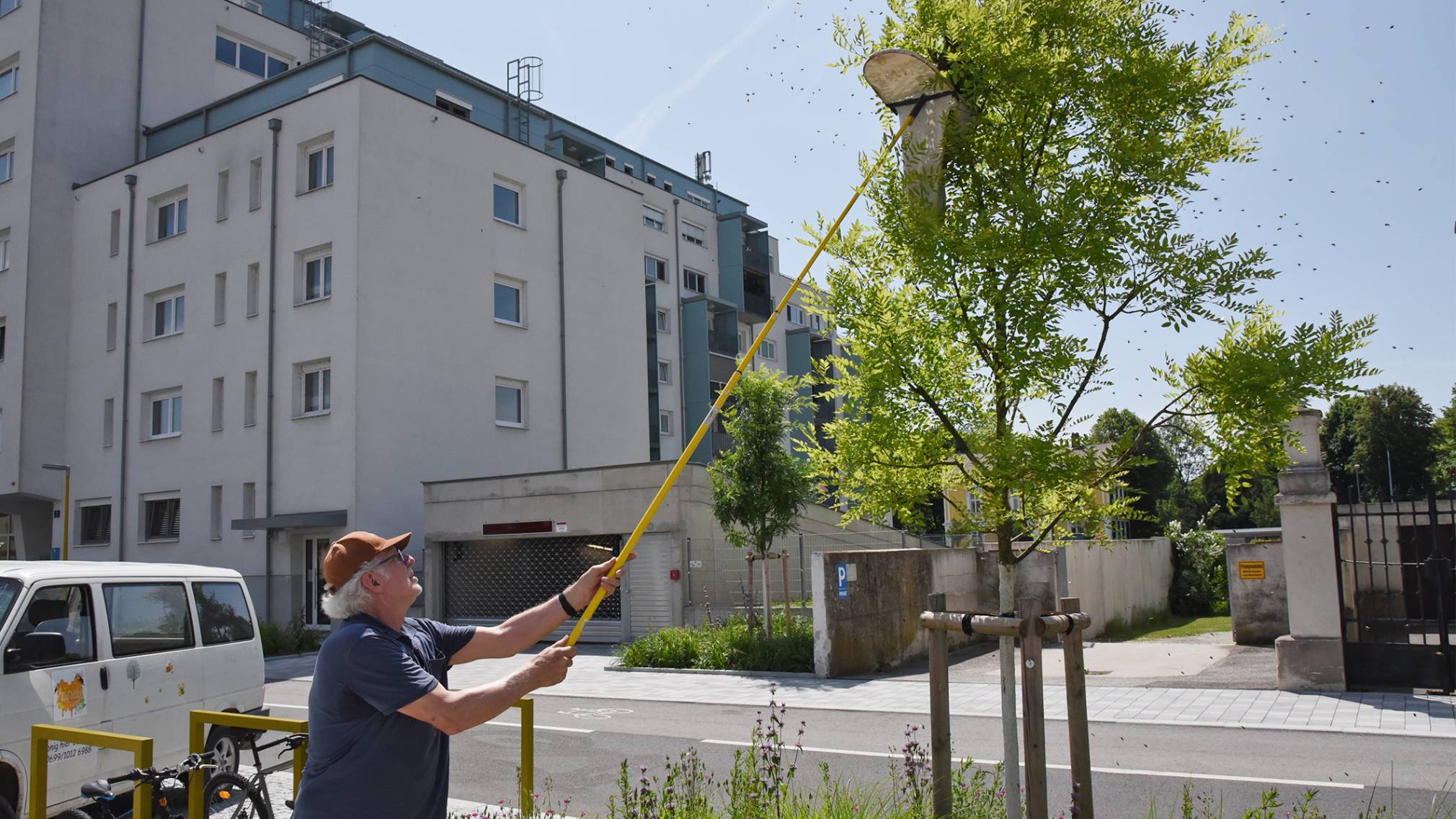 Imker Tanzberger beim Einfangen der Bienen am Promenadenring. (Foto: Josef Vorlaufer)