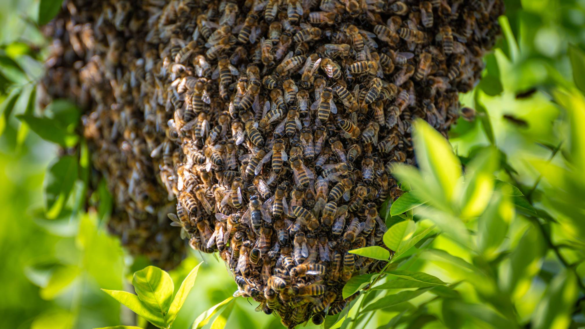 Imker Tanzberger beim Einfangen der Bienen am Promenadenring. (Foto: Josef Vorlaufer)