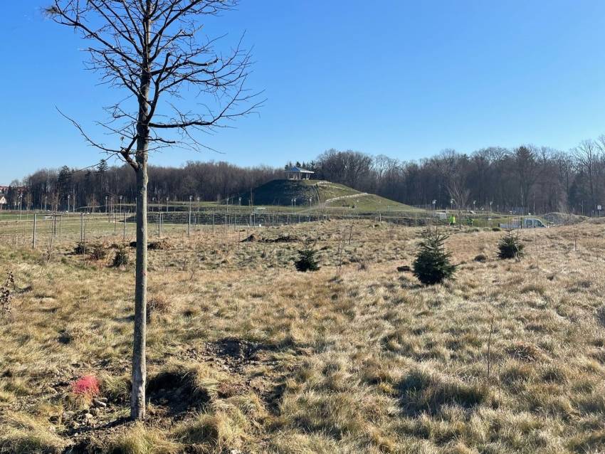 Die umgesetzten Bäume nahe der Eisbergspitze. (Foto: Stadtgärtnerei)