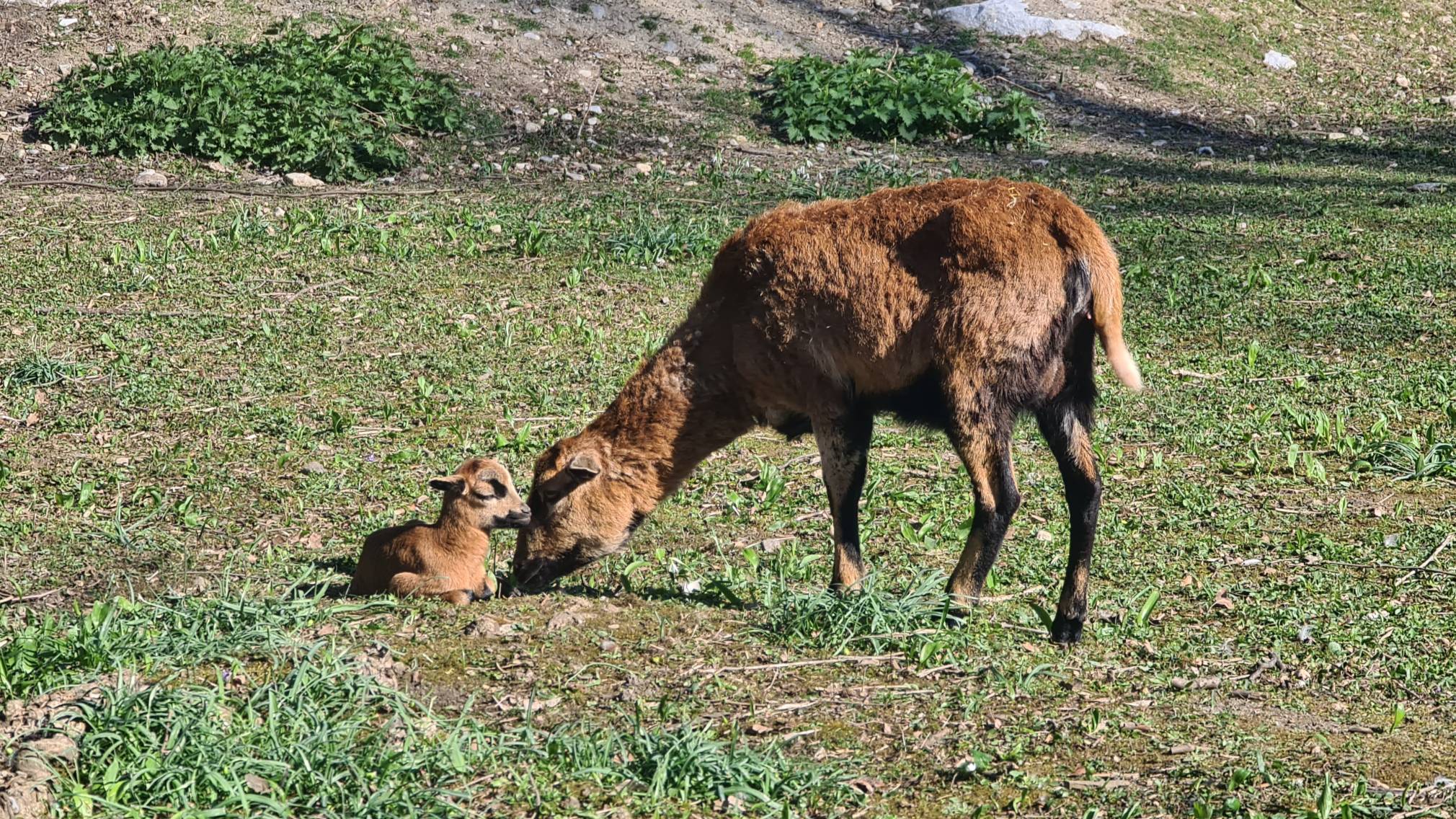 Das kleine Lamm mit seiner Mutter. (Foto: Corina Muzatko)