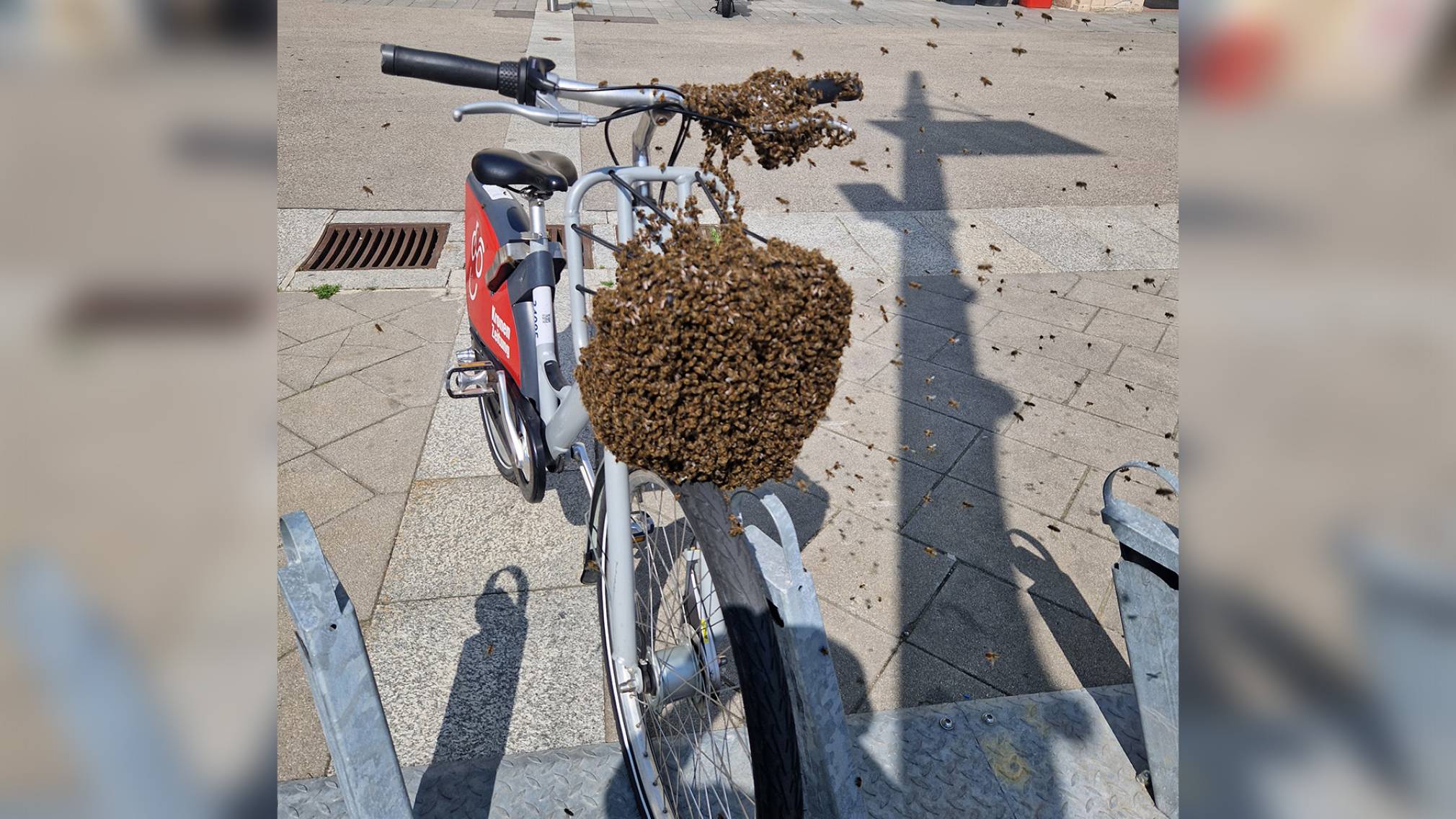 Imker Tanzberger beim Einfangen der Bienen am Promenadenring. (Foto: Josef Vorlaufer)