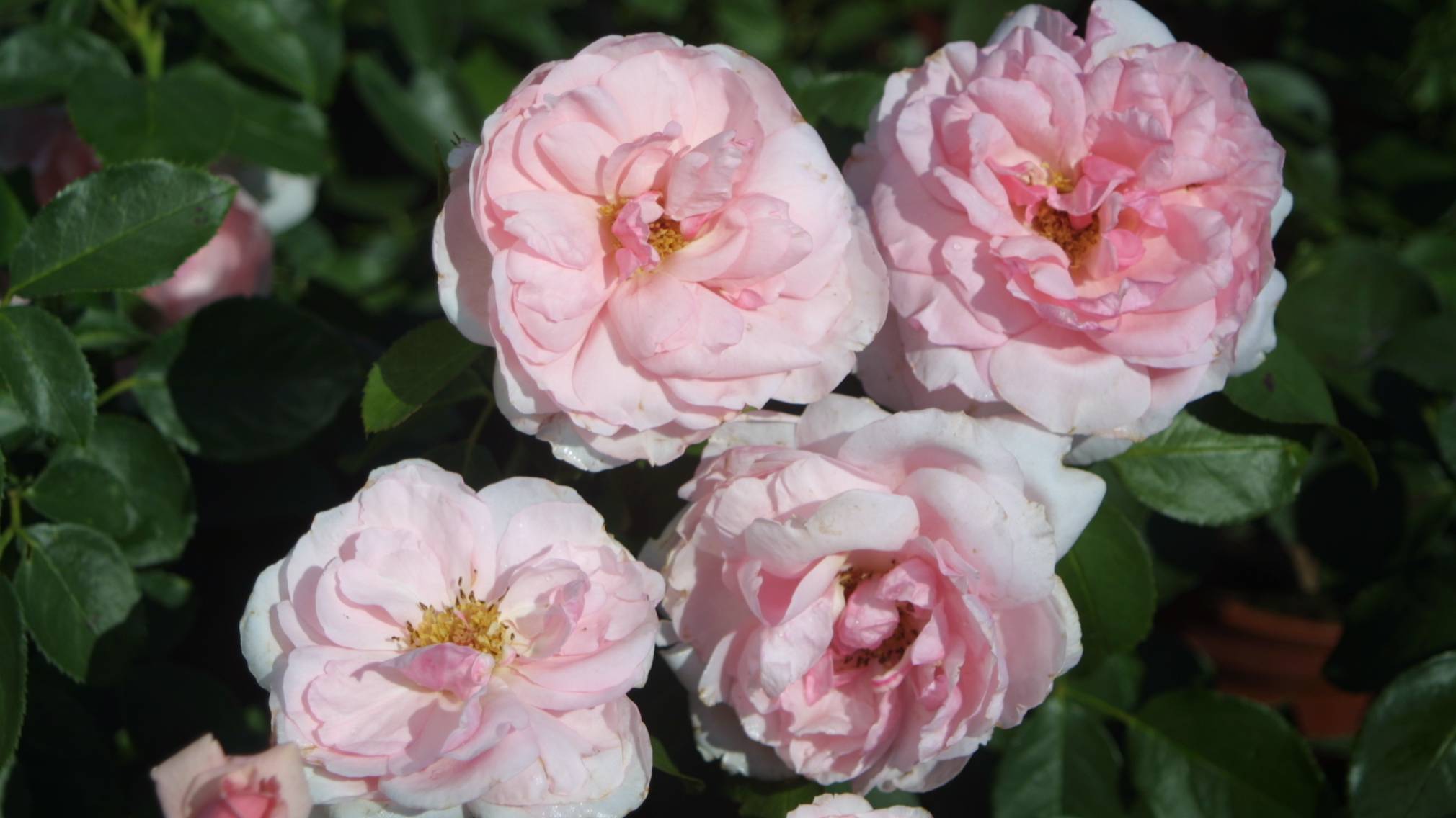 Eine rosa St. Pöltner Rose namens "Barockrose St. Pölten" mit 4 Blütenköpfen streckt sich aus ihrem Grün in Richtung Kamera. Foto: Marketing St. Pölten GmbH
