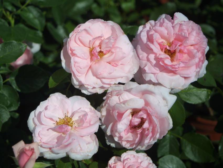 Eine rosa St. Pöltner Rose namens