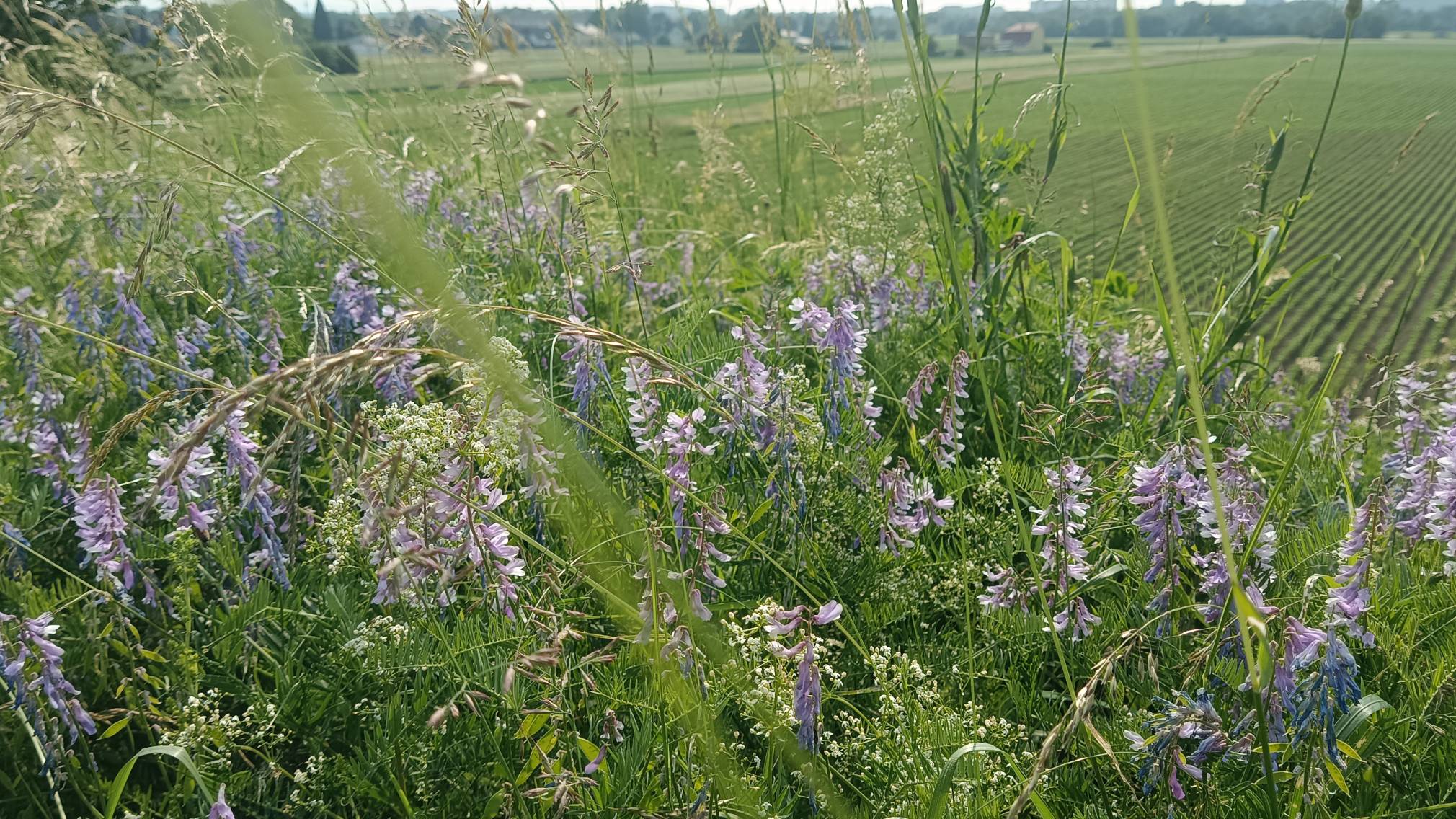 Die markante Geländestufe am Ostrand der Stadt wird „östlicher Wagram“ genannt und beherbergt eine vielfältige Pflanzen- und Tierwelt.  (Foto: Bernadette Schwab)